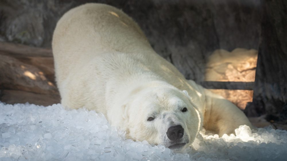 Lední medvěd v Zoo Praha odpočívá na rozdrceném ledu