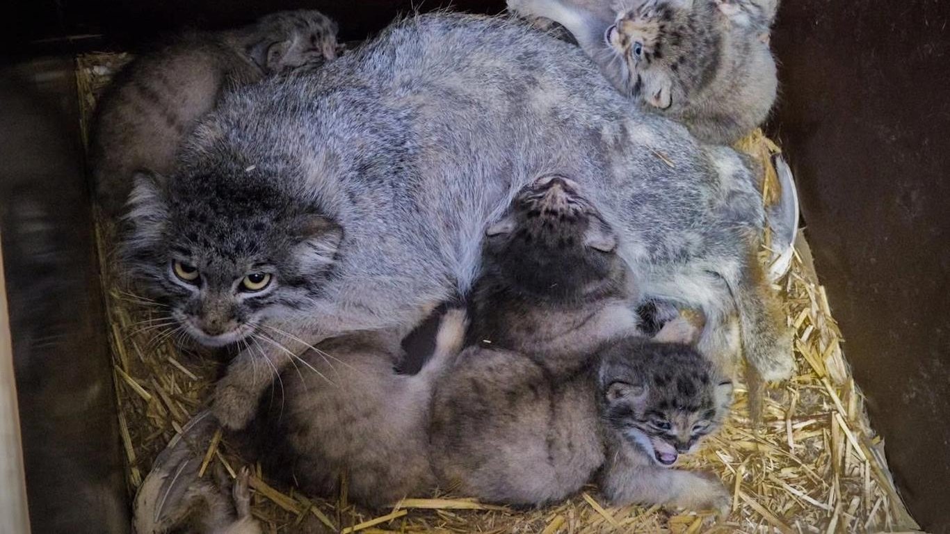 Matka manul se všemi pěti koťaty v hnízdě