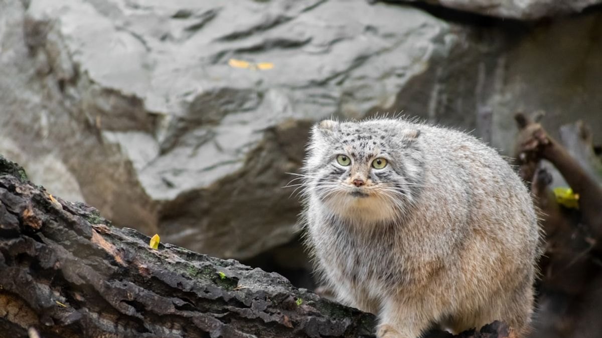 Dospělý manul