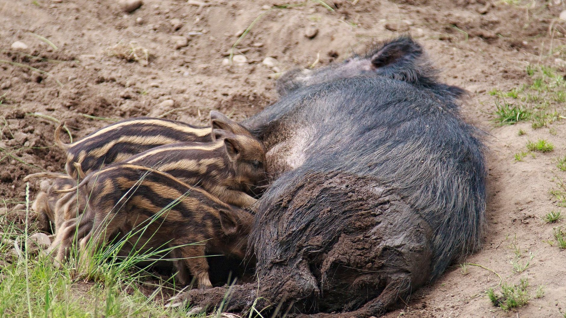Děčínská zoo odchovala vzácná prasátka poprvé po 14 letech