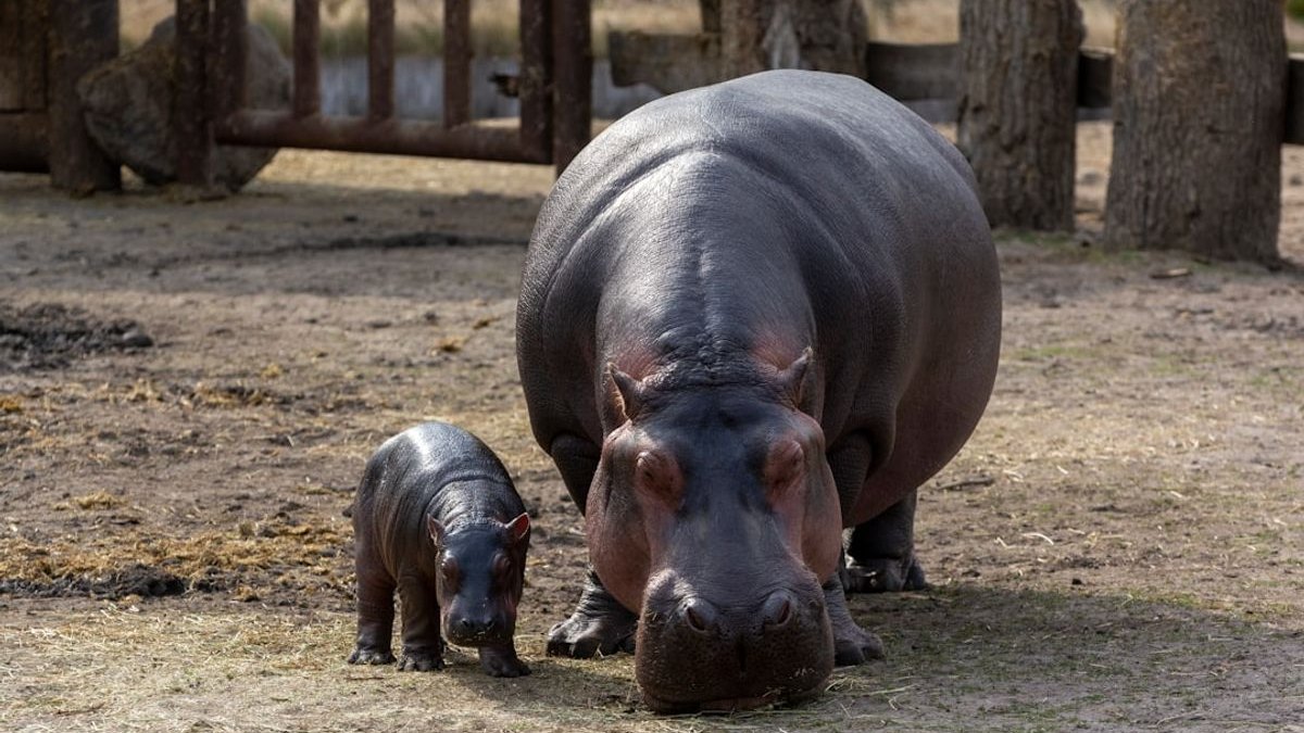 Do Afriky nemusíte. Vzácného hrošíka uvidíte ve čtyřech zoo