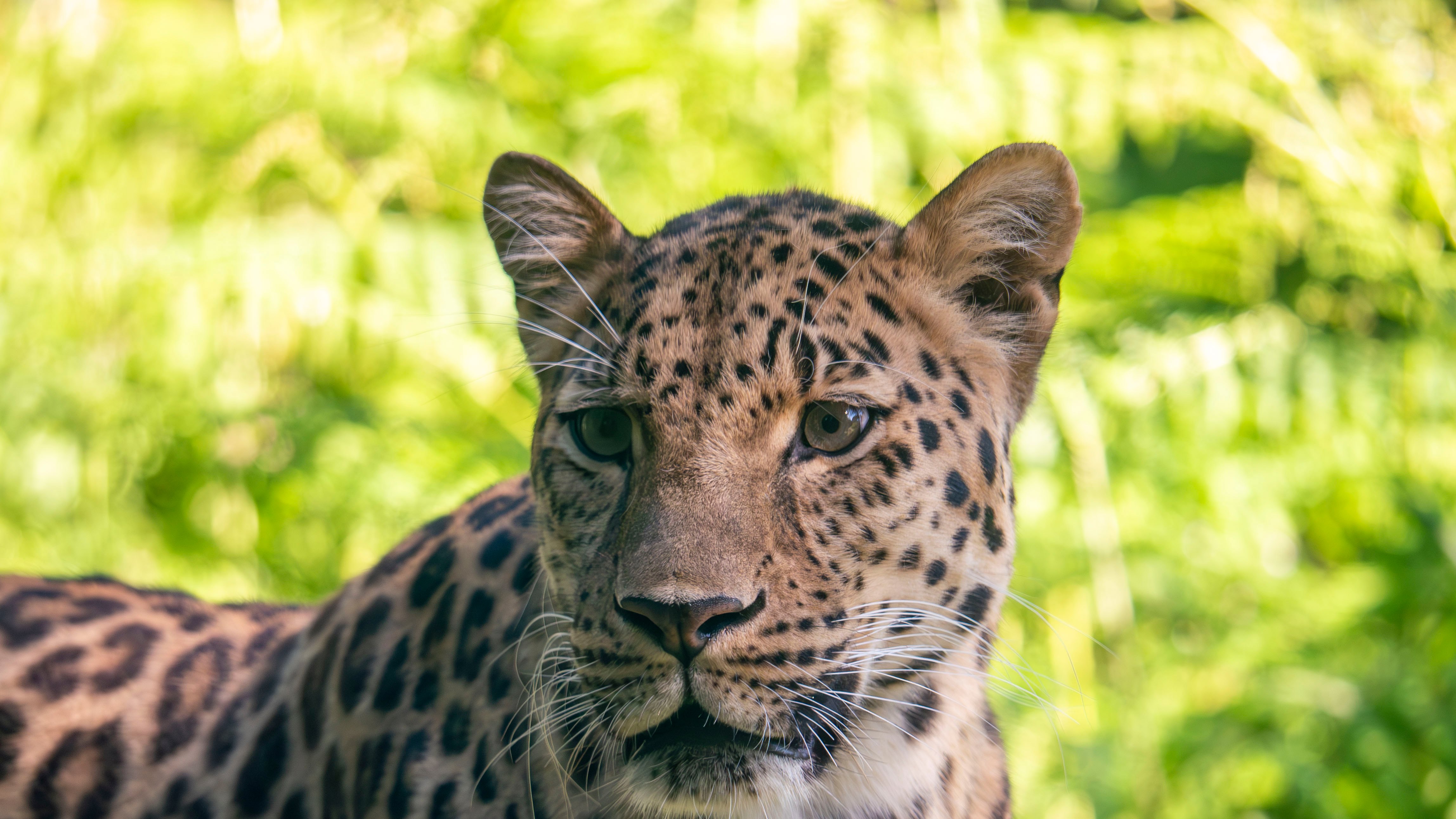 Levhart mandžuský (Freddo) v Zoo Dartmoor