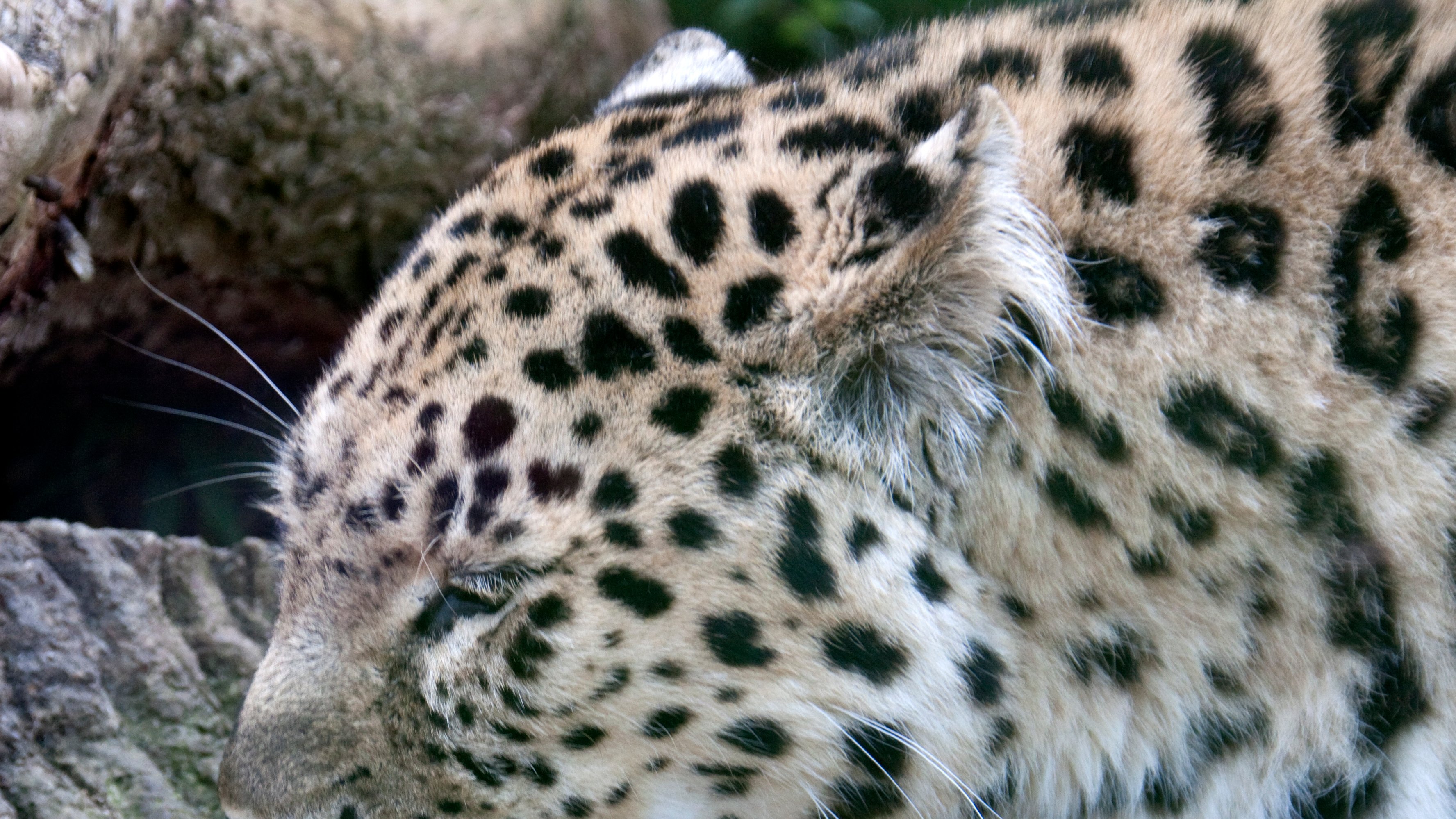 Detail hlavy levharta mandžuského s dlouhými vousy