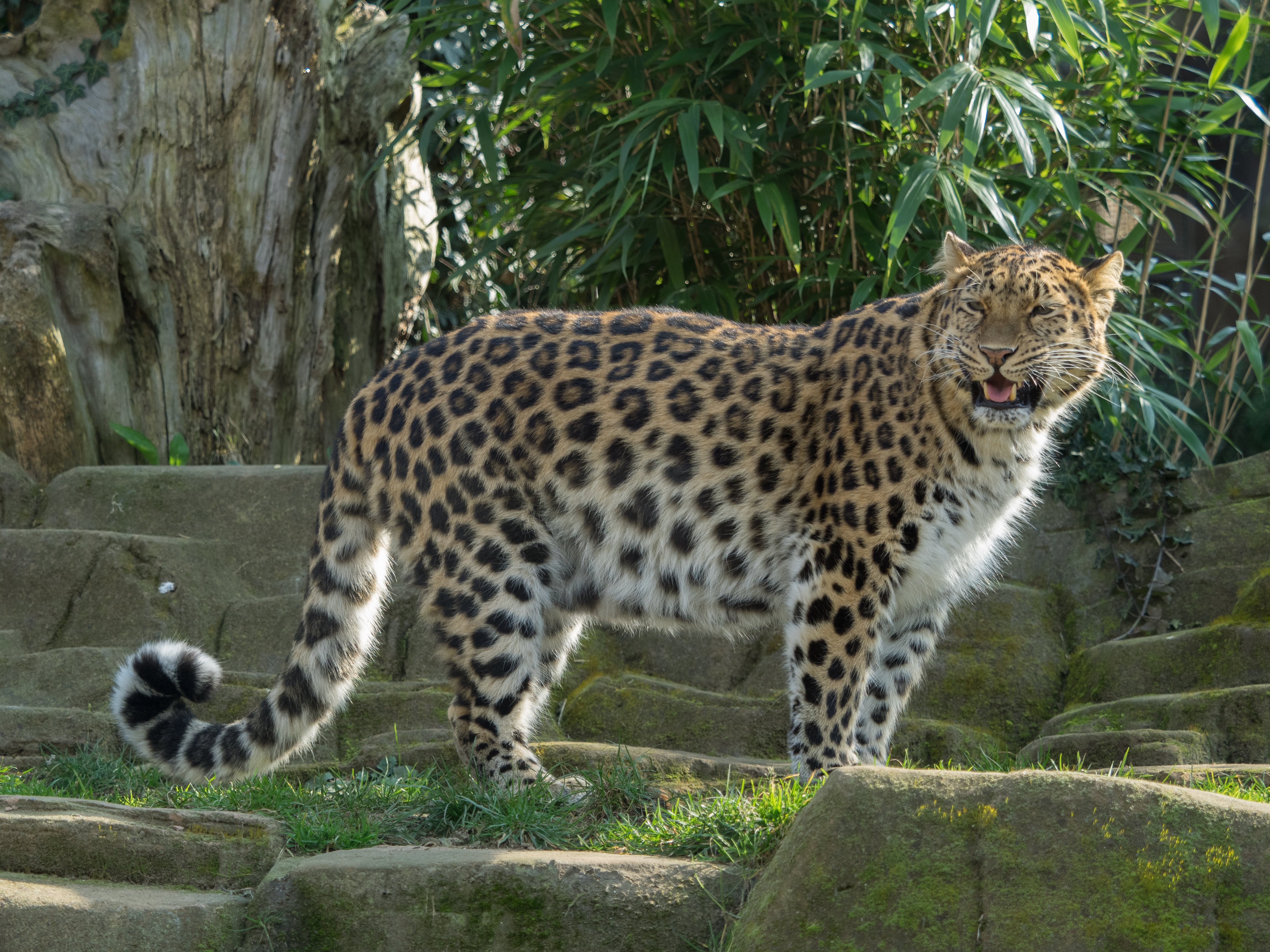 Levhart mandžuský ve výběhu Colchester Zoo